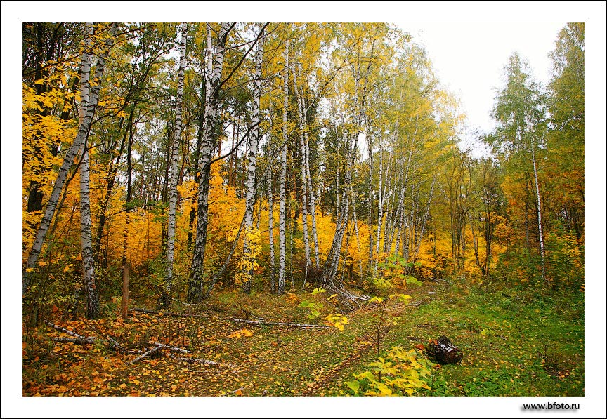 �� ������� ������, download autumn photo hi res