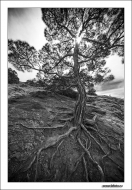 Amazing tree