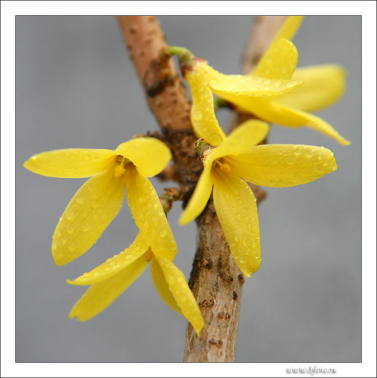 �������� ����������� � Forsythia europaea Geg. et Bald.