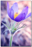pulsatilla flowers