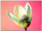 tulip chopin ������� �������� ����