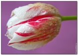 Tulipa Happy Generation