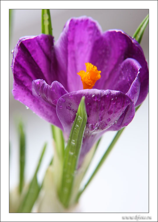 ������ �������� ����, Crocus alatavicus photo