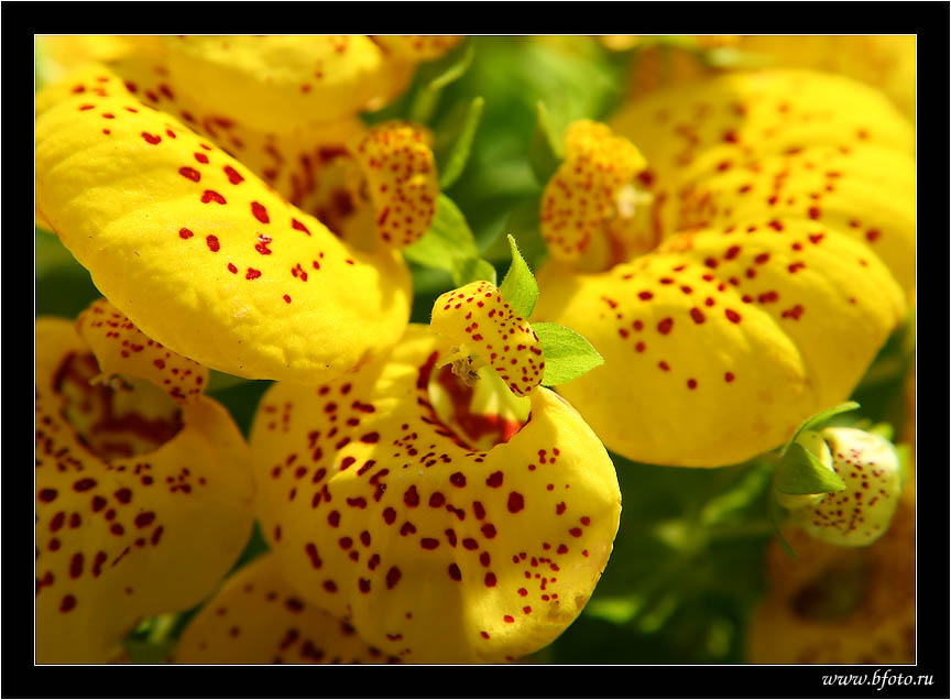 ���������� ������ ������������ ������������ - Calceolaria herbeohybrida, ����� ���� ������� �������� ��������