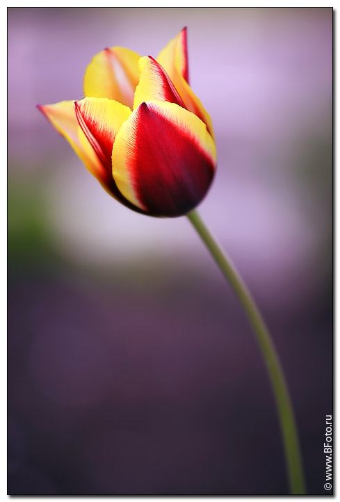 ������ ������ ������� ����, tulip photo best flowers photography