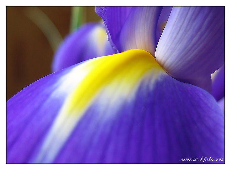 ����� (���. Iris)
