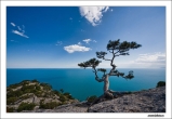 travel tree 