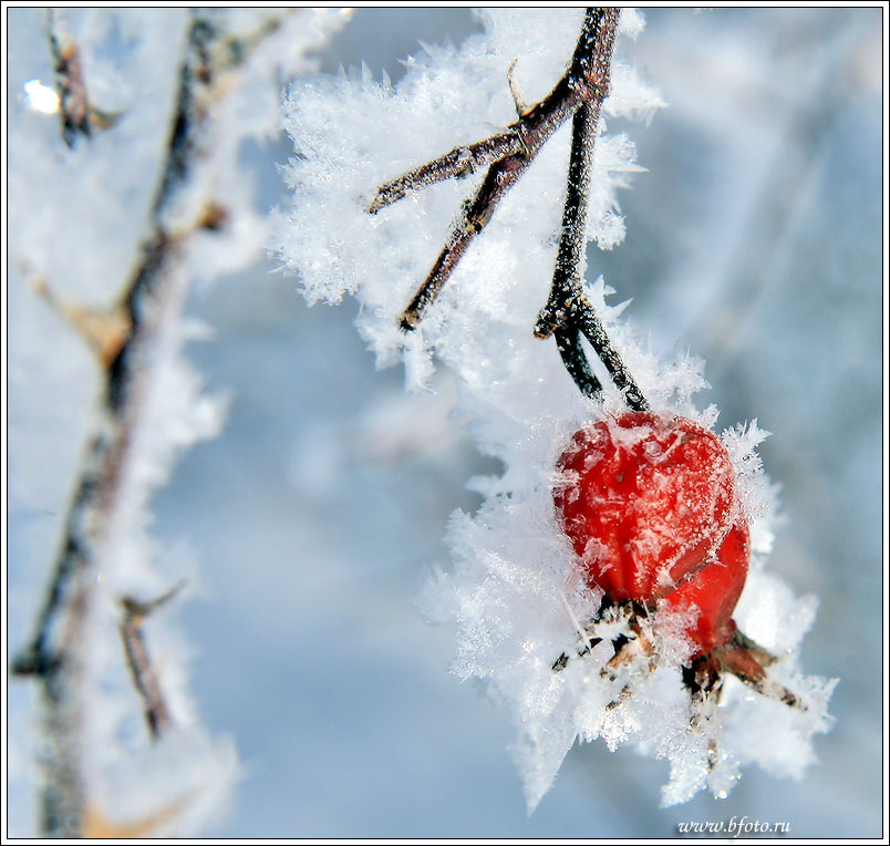 �������� Rosa canina � ���� ����, �������� ����� ��������� �������� ����������