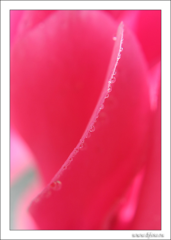 Canon EOS 5D + �������� Canon EF 24-105mm F/4L IS USM + ���������� Marumi DHG Macro Achromat 200 (+5) 77mm