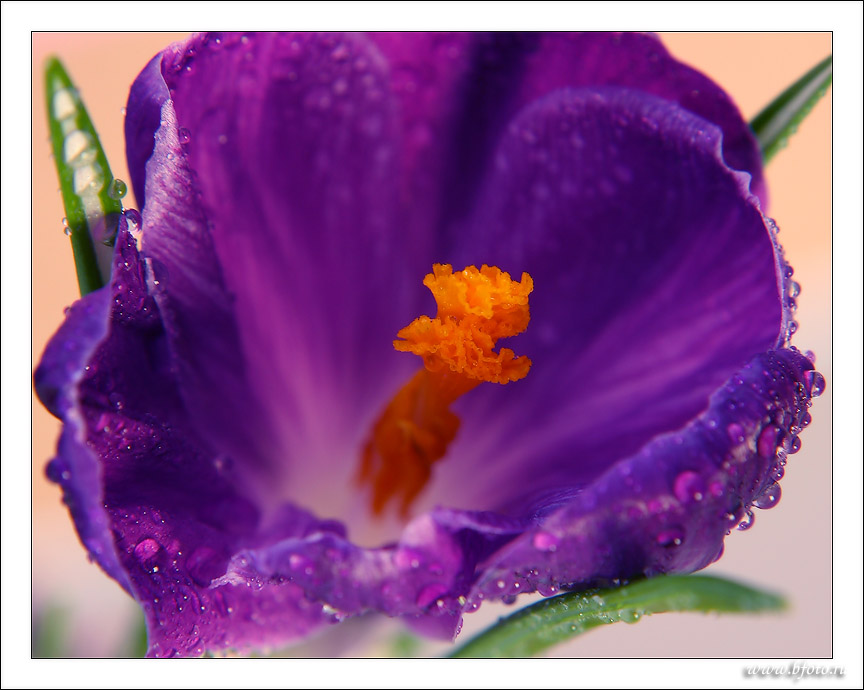 ��������� ����, Marumi DHG Macro Achromat 200 (+5) 77mm, ���� ������