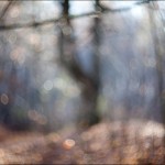 Aleksey Stroganov http://www.BFoto.ru