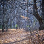 Aleksey Stroganov http://www.BFoto.ru