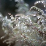 IMG_8953