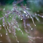 IMG_8954