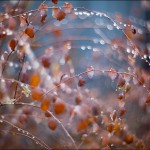 IMG_8982
