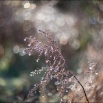 IMG_8993
