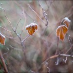 IMG_9143