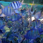 egypet_red_sea_2018 egypet_red_sea_2018