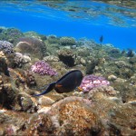 egypet_red_sea_2019 egypet_red_sea_2019