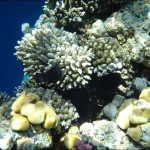 egypet_red_sea_2020 egypet_red_sea_2020