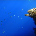 egypet_red_sea_2021 egypet_red_sea_2021