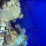 egypet_red_sea_2023 egypet_red_sea_2023