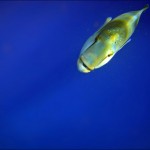 egypet_red_sea_2025 egypet_red_sea_2025