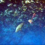 egypet_red_sea_2026 egypet_red_sea_2026