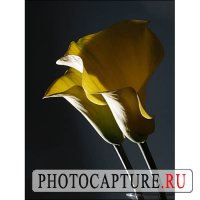 Создание настроения при съемке натюрморта Создание настроения при съемке натюрморта
