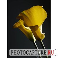Создание настроения при съемке натюрморта Создание настроения при съемке натюрморта