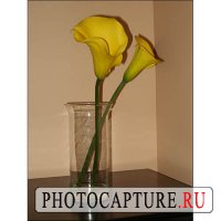 Создание настроения при съемке натюрморта Создание настроения при съемке натюрморта