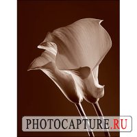 Создание настроения при съемке натюрморта Создание настроения при съемке натюрморта