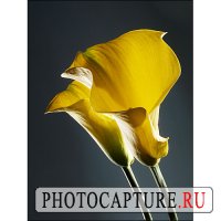 Создание настроения при съемке натюрморта Создание настроения при съемке натюрморта
