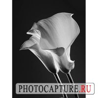 Создание настроения при съемке натюрморта Создание настроения при съемке натюрморта