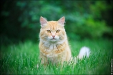 Профессиональные фотографии кошек