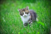 Маленький котенок