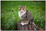 Кошка на пеньке