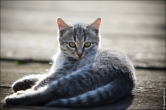 Портрет котенка