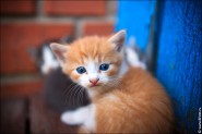 Фото маленьких котят, фотографии котят